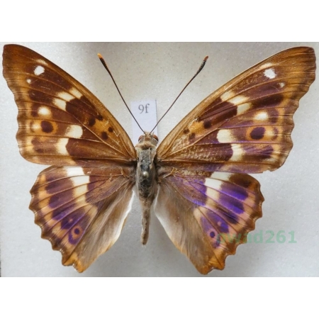 Apatura ilia f. clytie Mieniak strużnik Czech9f